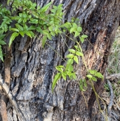 Jasminium polyanthum at Jerrabomberra, NSW - 24 Aug 2024 03:29 PM