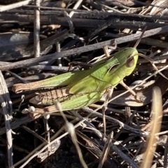 Caledia captiva (grasshopper) at Jerrabomberra, NSW - 24 Aug 2024 by SteveBorkowskis