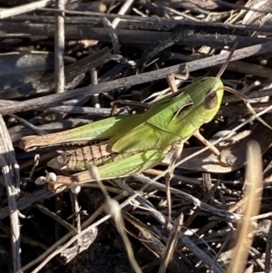 Caledia captiva at Jerrabomberra, NSW - 24 Aug 2024 03:42 PM