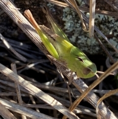 Caledia captiva at Jerrabomberra, NSW - 24 Aug 2024 03:42 PM