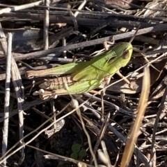 Caledia captiva at Jerrabomberra, NSW - 24 Aug 2024 03:42 PM