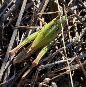 Caledia captiva at Jerrabomberra, NSW - 24 Aug 2024 03:42 PM