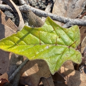 Solanum cinereum at Jerrabomberra, NSW - 24 Aug 2024 04:03 PM