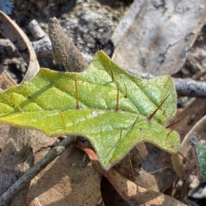 Solanum cinereum at Jerrabomberra, NSW - 24 Aug 2024 04:03 PM