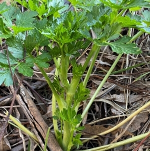 Apium graveolens at Jerrabomberra, NSW - 24 Aug 2024 04:57 PM