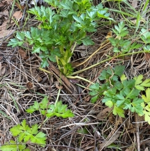 Apium graveolens at Jerrabomberra, NSW - 24 Aug 2024 04:57 PM