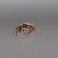 Opisthoncus grassator (Jumping spider) at Jerrabomberra, NSW - 22 Aug 2024 by MarkT