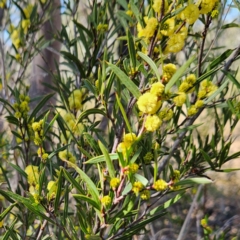 Acacia siculiformis (Dagger Wattle) at Bombay, NSW - 24 Aug 2024 by MatthewFrawley