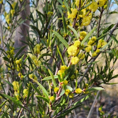 Acacia siculiformis (Dagger Wattle) at Bombay, NSW - 24 Aug 2024 by MatthewFrawley