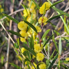 Acacia siculiformis at Bombay, NSW - 24 Aug 2024 12:40 PM