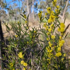 Acacia siculiformis at Bombay, NSW - 24 Aug 2024