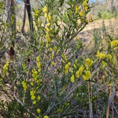 Acacia siculiformis at Bombay, NSW - 24 Aug 2024