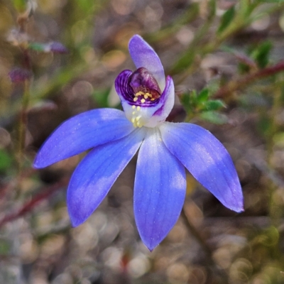 Cyanicula caerulea (Blue Fingers, Blue Fairies) at Bombay, NSW - 24 Aug 2024 by MatthewFrawley