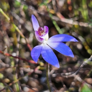 Cyanicula caerulea at Bombay, NSW - suppressed