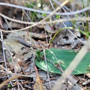 Glossodia major at Greenway, ACT - suppressed