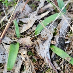 Glossodia major at Greenway, ACT - suppressed