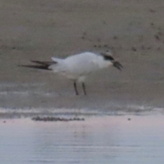 Gelochelidon macrotarsa (Australian Tern) at Golden Beach, QLD - 24 Aug 2024 by lbradley