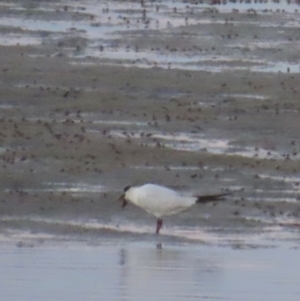 Gelochelidon macrotarsa at Golden Beach, QLD - 24 Aug 2024 05:34 PM