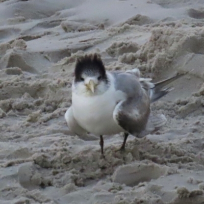 Thalasseus bergii (Crested Tern) at Golden Beach, QLD - 24 Aug 2024 by lbradley