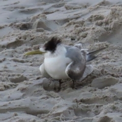 Thalasseus bergii at Golden Beach, QLD - 24 Aug 2024