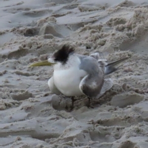 Thalasseus bergii at Golden Beach, QLD - 24 Aug 2024 05:32 PM