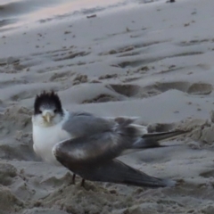 Thalasseus bergii at Golden Beach, QLD - 24 Aug 2024 05:32 PM