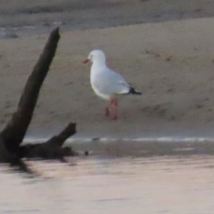 Chroicocephalus novaehollandiae at Golden Beach, QLD - 24 Aug 2024 05:31 PM