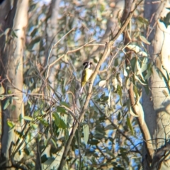 Falcunculus frontatus (Eastern Shrike-tit) at Splitters Creek, NSW - 22 Aug 2024 by Darcy