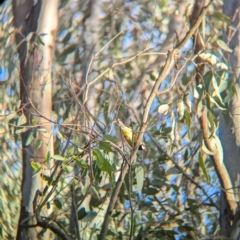 Falcunculus frontatus at Splitters Creek, NSW - 22 Aug 2024 04:57 PM