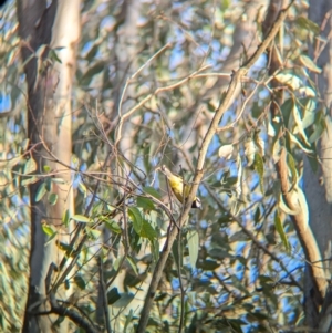 Falcunculus frontatus at Splitters Creek, NSW - 22 Aug 2024 04:57 PM