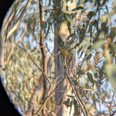 Falcunculus frontatus at Splitters Creek, NSW - 22 Aug 2024 04:57 PM