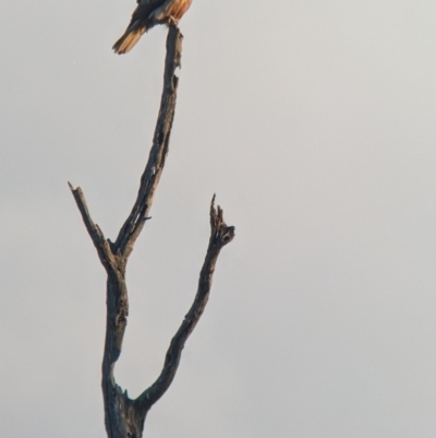 Haliastur sphenurus (Whistling Kite) at Splitters Creek, NSW - 22 Aug 2024 by Darcy