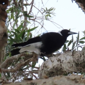 Gymnorhina tibicen at Golden Beach, QLD - 24 Aug 2024 05:29 PM