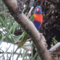 Trichoglossus moluccanus (Rainbow Lorikeet) at Golden Beach, QLD - 24 Aug 2024 by lbradley