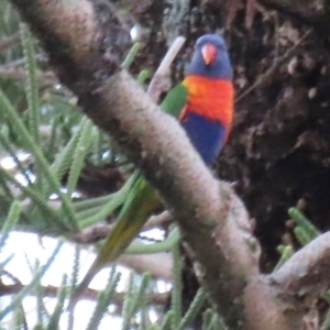 Trichoglossus moluccanus at Golden Beach, QLD - 24 Aug 2024