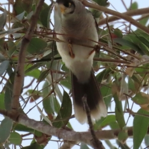 Manorina melanocephala at Golden Beach, QLD - 24 Aug 2024 05:16 PM