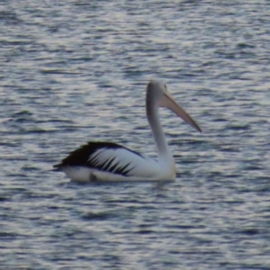 Pelecanus conspicillatus at Golden Beach, QLD - 24 Aug 2024 05:15 PM