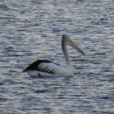 Pelecanus conspicillatus (Australian Pelican) at Golden Beach, QLD - 24 Aug 2024 by lbradley