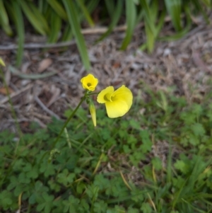 Oxalis pes-caprae at North Albury, NSW - suppressed