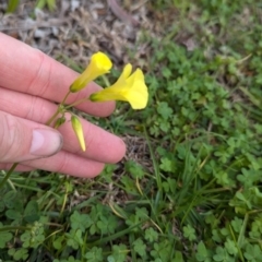 Oxalis pes-caprae at North Albury, NSW - suppressed