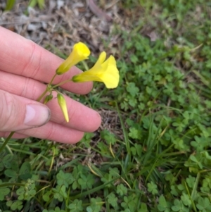 Oxalis pes-caprae at North Albury, NSW - suppressed