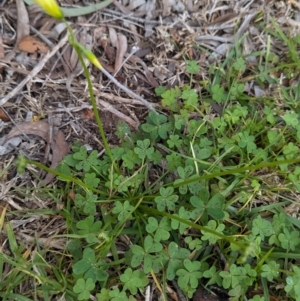 Oxalis pes-caprae at North Albury, NSW - suppressed