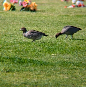 Chenonetta jubata at North Albury, NSW - 24 Aug 2024 12:16 PM