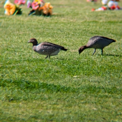 Chenonetta jubata (Australian Wood Duck) at North Albury, NSW - 24 Aug 2024 by Darcy