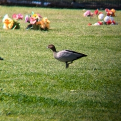 Chenonetta jubata at North Albury, NSW - 24 Aug 2024 12:16 PM