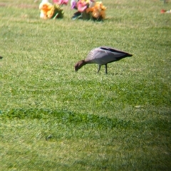 Chenonetta jubata at North Albury, NSW - 24 Aug 2024 12:16 PM