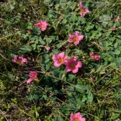 Oxalis purpurea (Large-flower Wood-sorrel) at North Albury, NSW - 24 Aug 2024 by Darcy