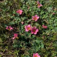 Oxalis purpurea (Large-flower Wood-sorrel) at North Albury, NSW - 24 Aug 2024 by Darcy