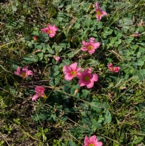 Oxalis purpurea at North Albury, NSW - 24 Aug 2024