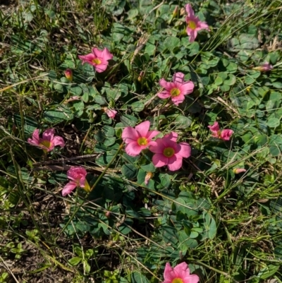 Oxalis purpurea (Large-flower Wood-sorrel) at North Albury, NSW - 24 Aug 2024 by Darcy